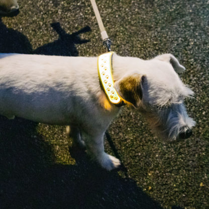 Lumus LED-list som settes over hundens halsbånd