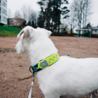 Lumus LED-list som settes over hundens halsbånd