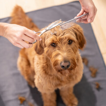 Beurer PP 110 Fluffy Klippemaskin for hund og katt - Bilde 6