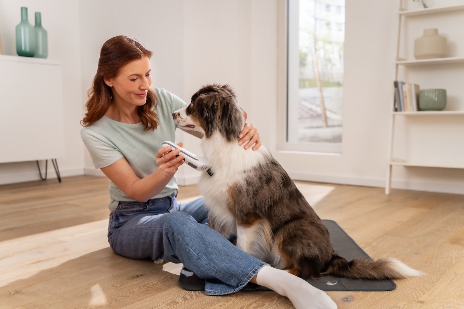 Hvordan klippe hunden hjemme – steg for steg for nybegynnere